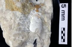 Foto (Detailansicht) von Cracensigillatus acutirostris (Moericke, 1889) (NHMW-GEO-1990-0041-0306)